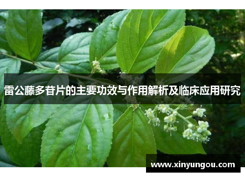 雷公藤多苷片的主要功效与作用解析及临床应用研究