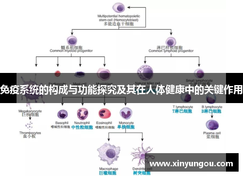 免疫系统的构成与功能探究及其在人体健康中的关键作用