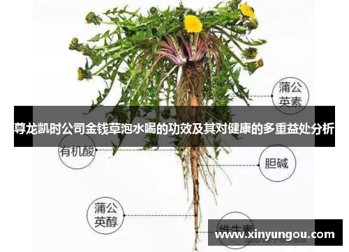 尊龙凯时公司金钱草泡水喝的功效及其对健康的多重益处分析