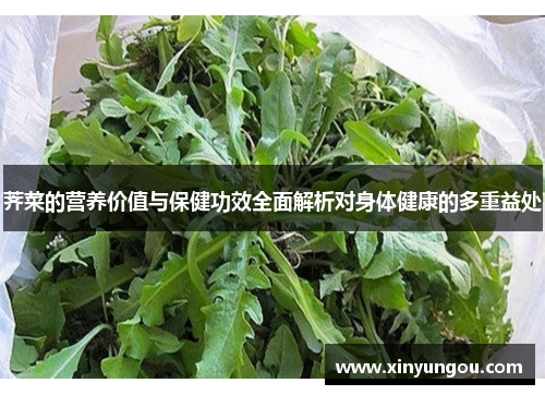 荠菜的营养价值与保健功效全面解析对身体健康的多重益处